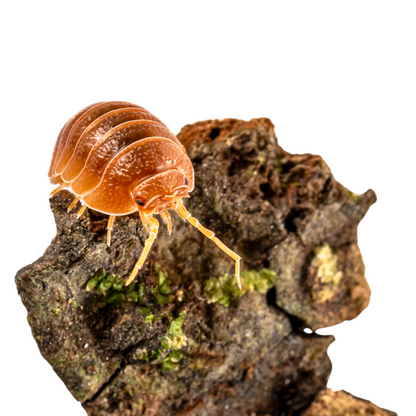 Armadillidium pallasii 'Orange'