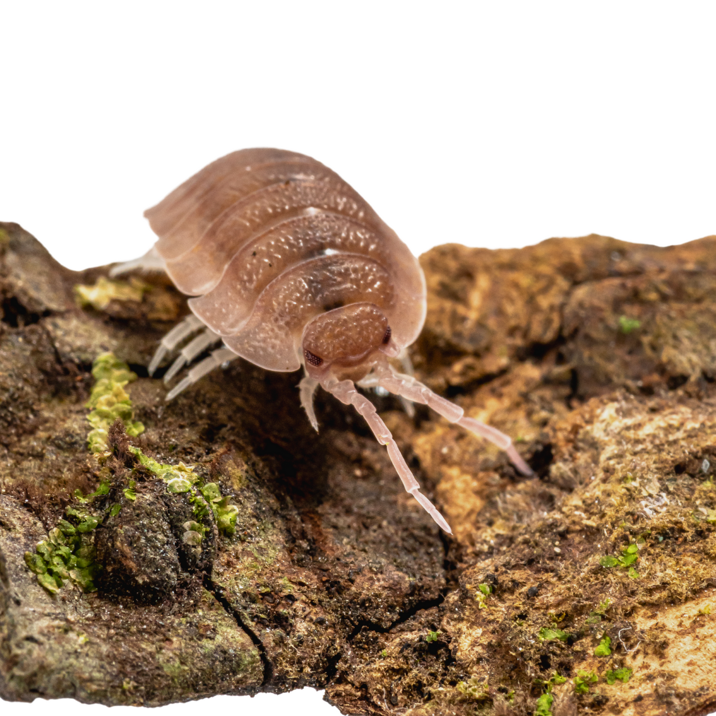 Porcellio scaber 'Ghost'