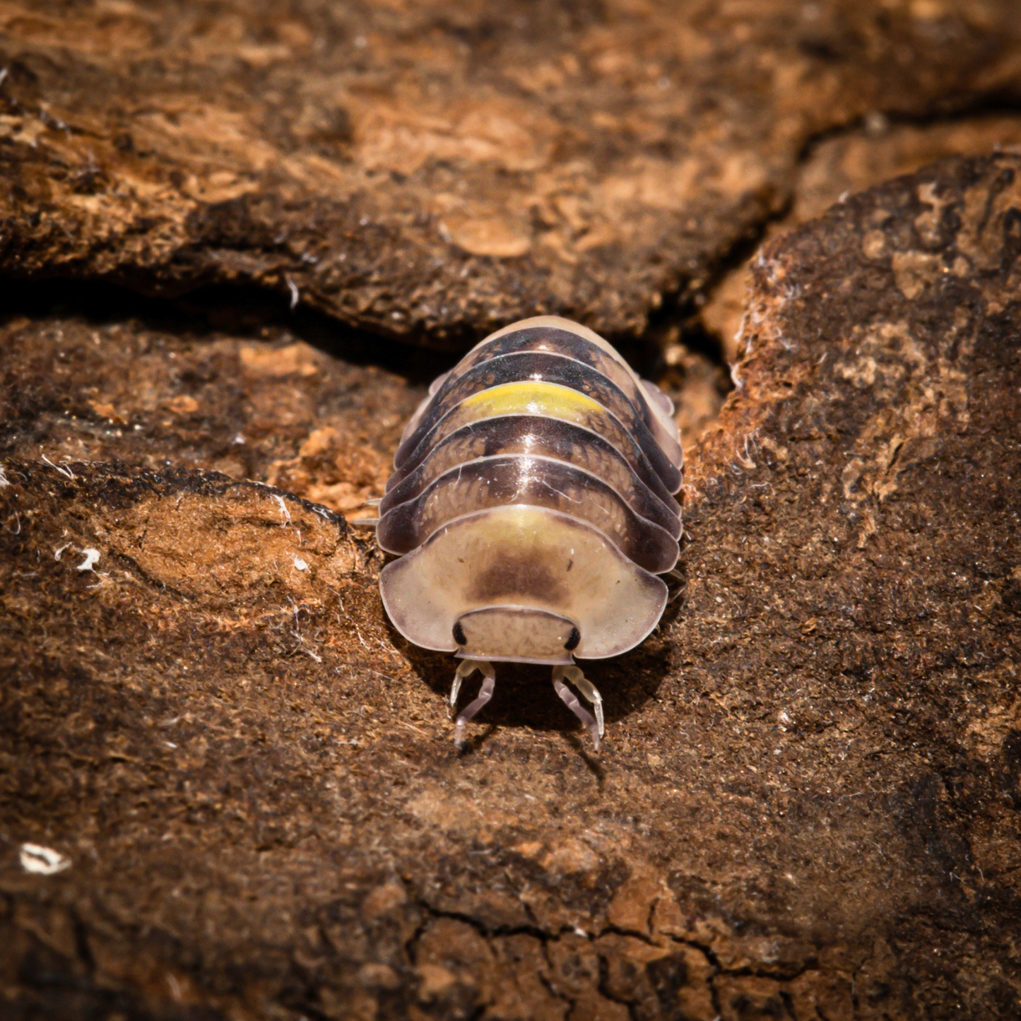 Cubaris sp. 'Amber Firefly LCF'