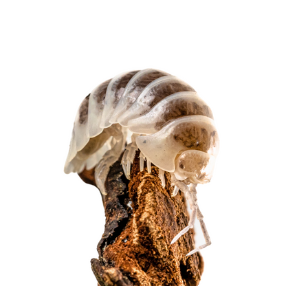 Armadillidium maculatum 'Champagne'
