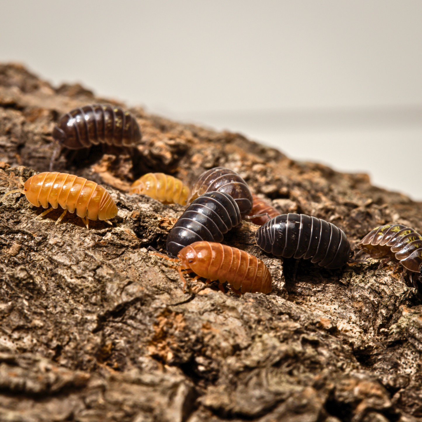 Armadillidium vulgare 'Gem Mix'