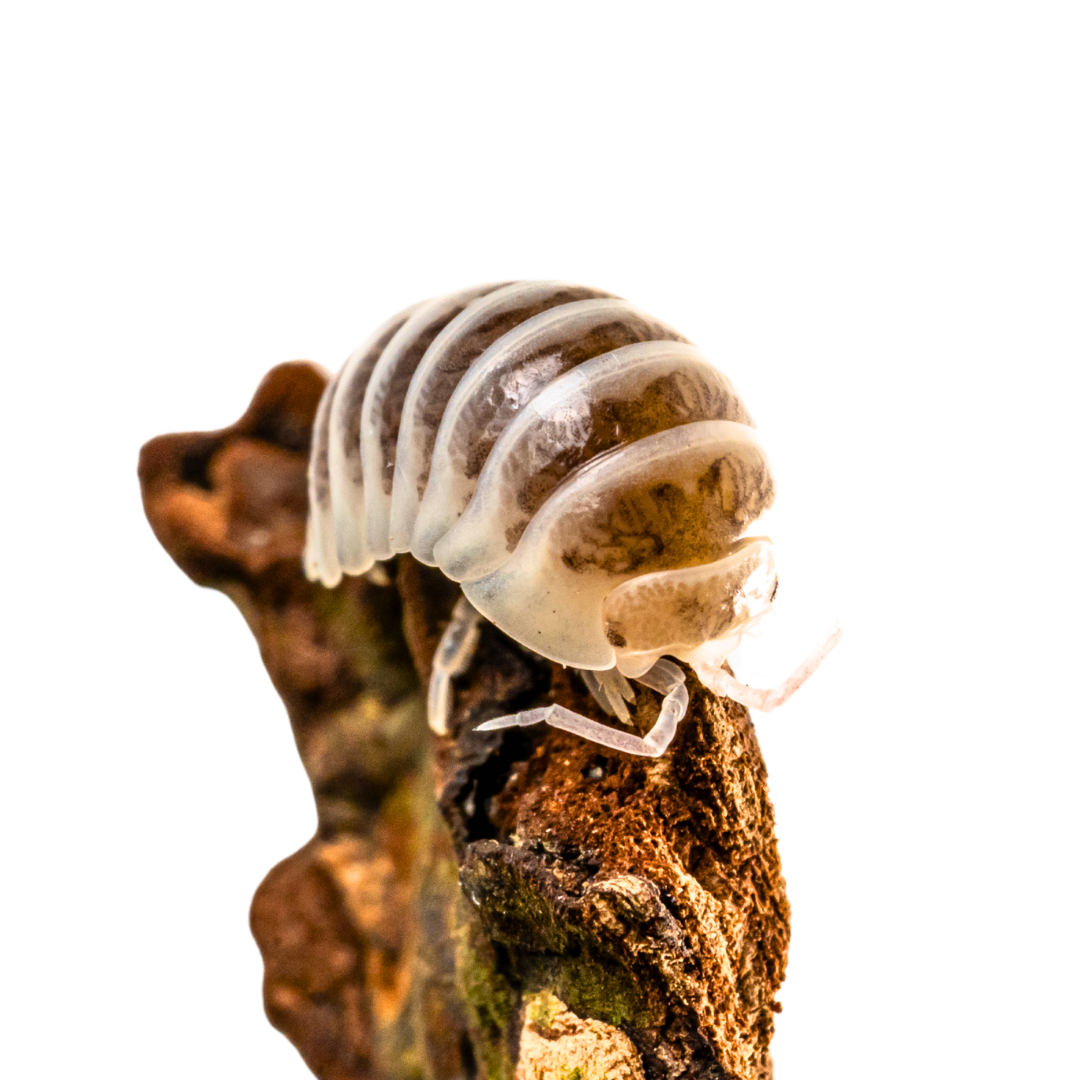 Armadillidium maculatum 'Champagne'