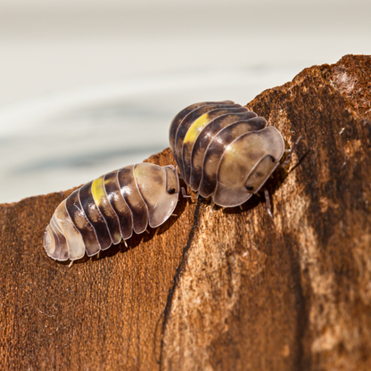 Cubaris sp. 'Amber Firefly LCF'