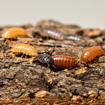 Armadillidium vulgare 'Gem Mix'
