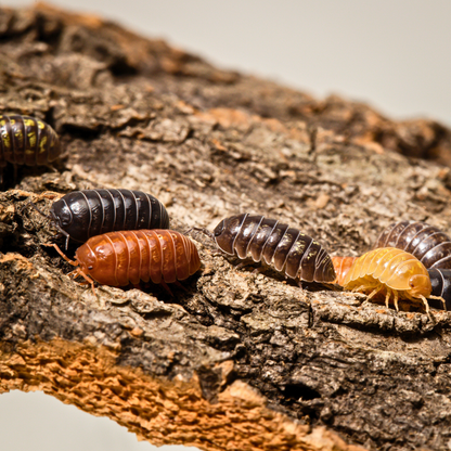 Armadillidium vulgare 'Gem Mix'
