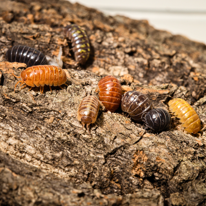 Armadillidium vulgare 'Gem Mix'