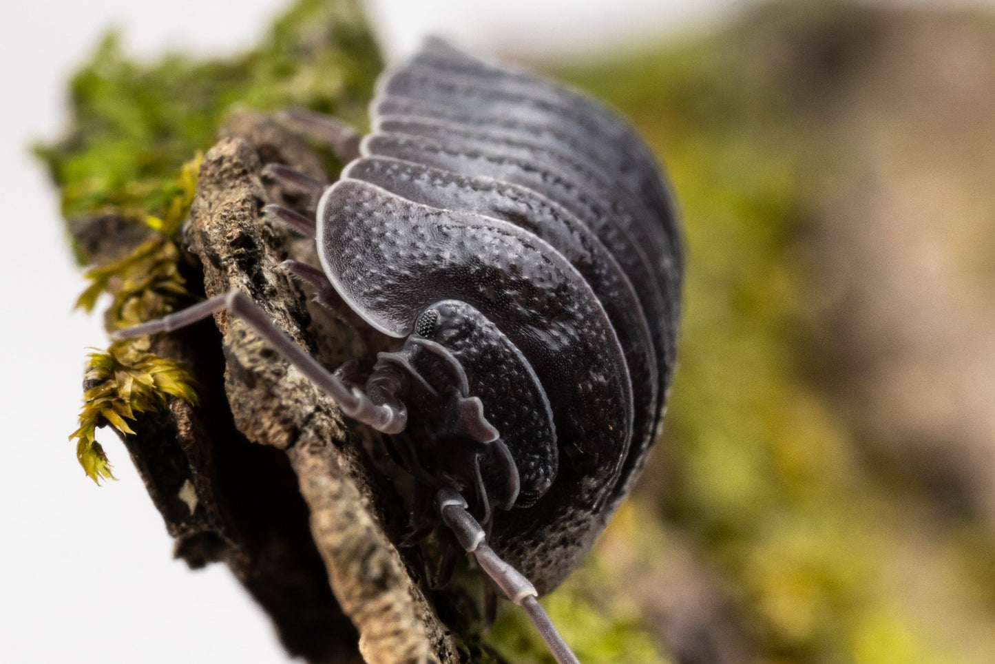 Armadillidium pallasii