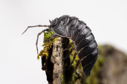 Armadillidium pallasii