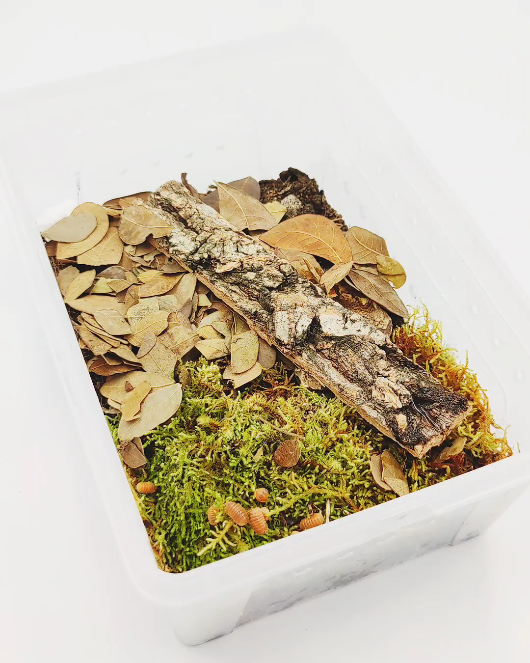 Isopod Breeder Kit