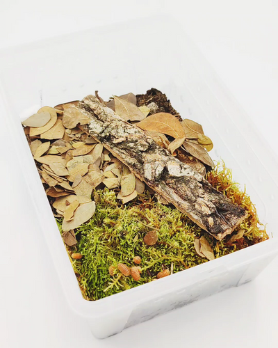 Isopod Breeder Kit