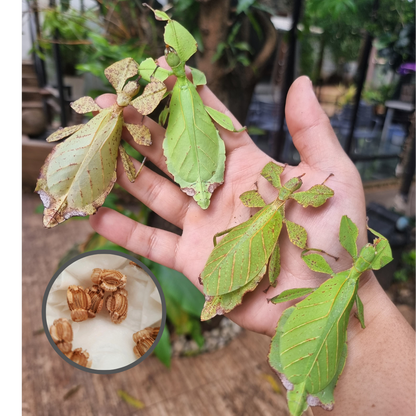 Phyllium ericoriai