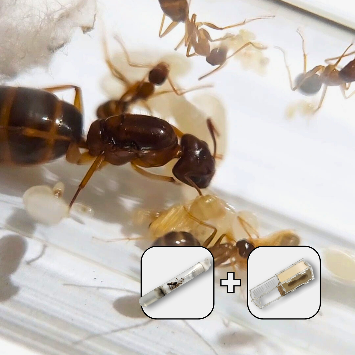 Camponotus sp. Colony with Starter Formicarium – Weird Pets PH