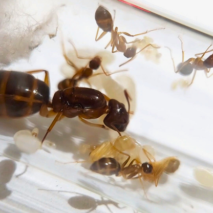 Camponotus sp. Colony with Starter Formicarium