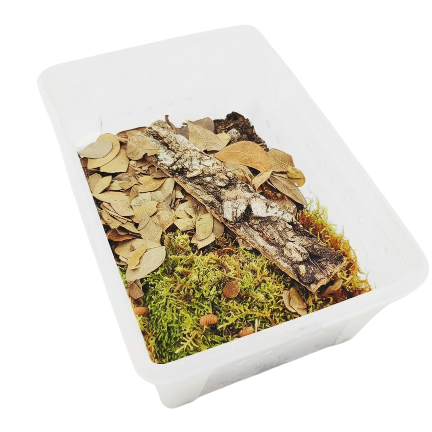 Isopod Breeder Kit + Dairy Cows