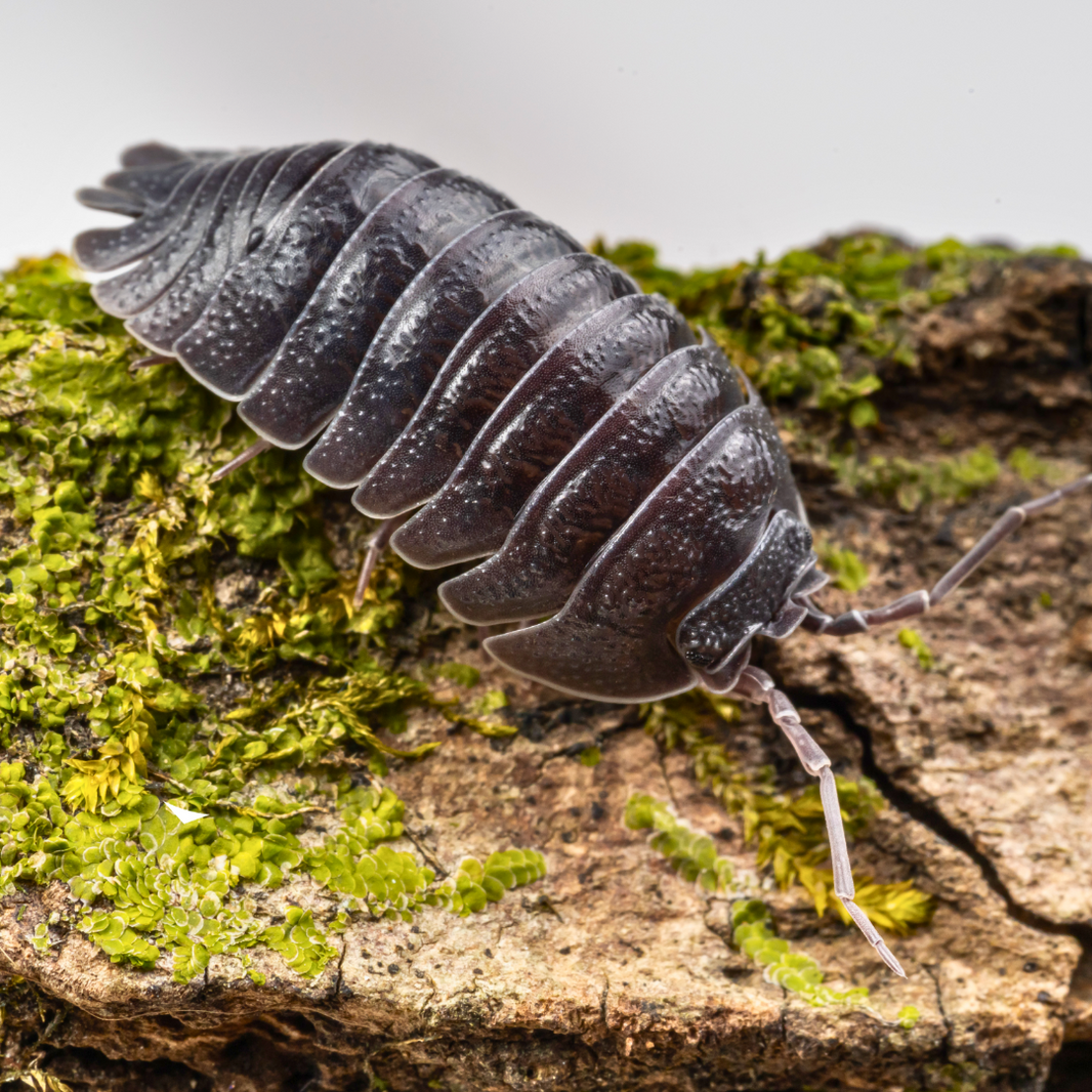 Beginner Isopods – Page 2 – Weird Pets PH