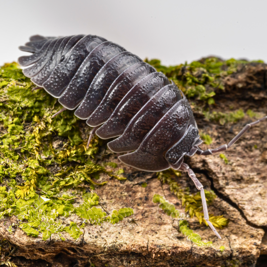 Armadillidium pallasii