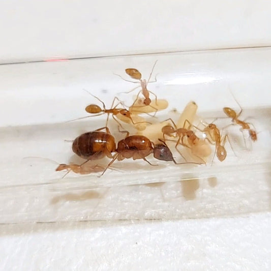 Camponotus cf. variegatus colony