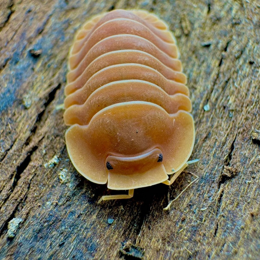 Cubaris sp. 'Crabby'