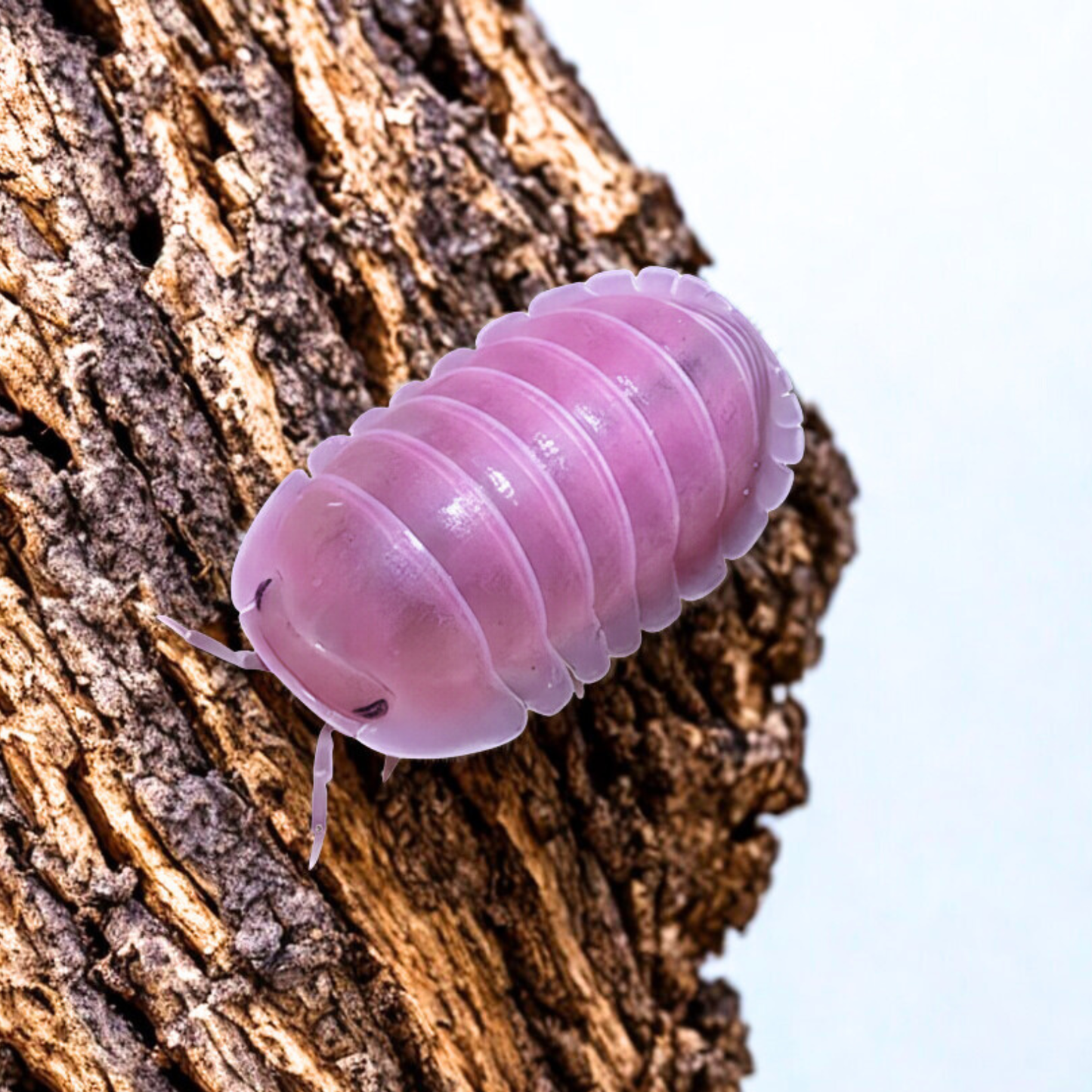 Cubaris sp. 'Cherry Blossom'