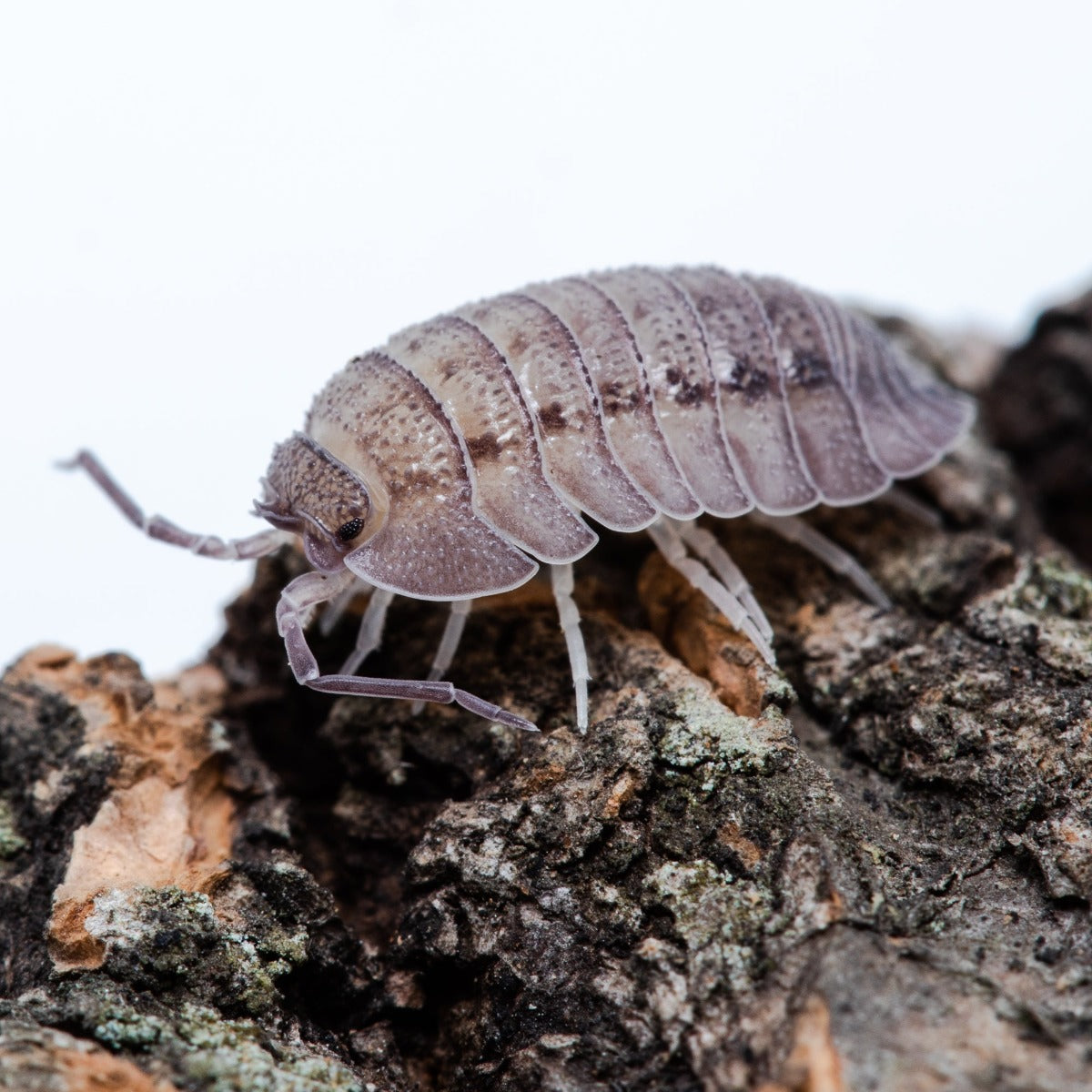 All Isopods – Weird Pets PH