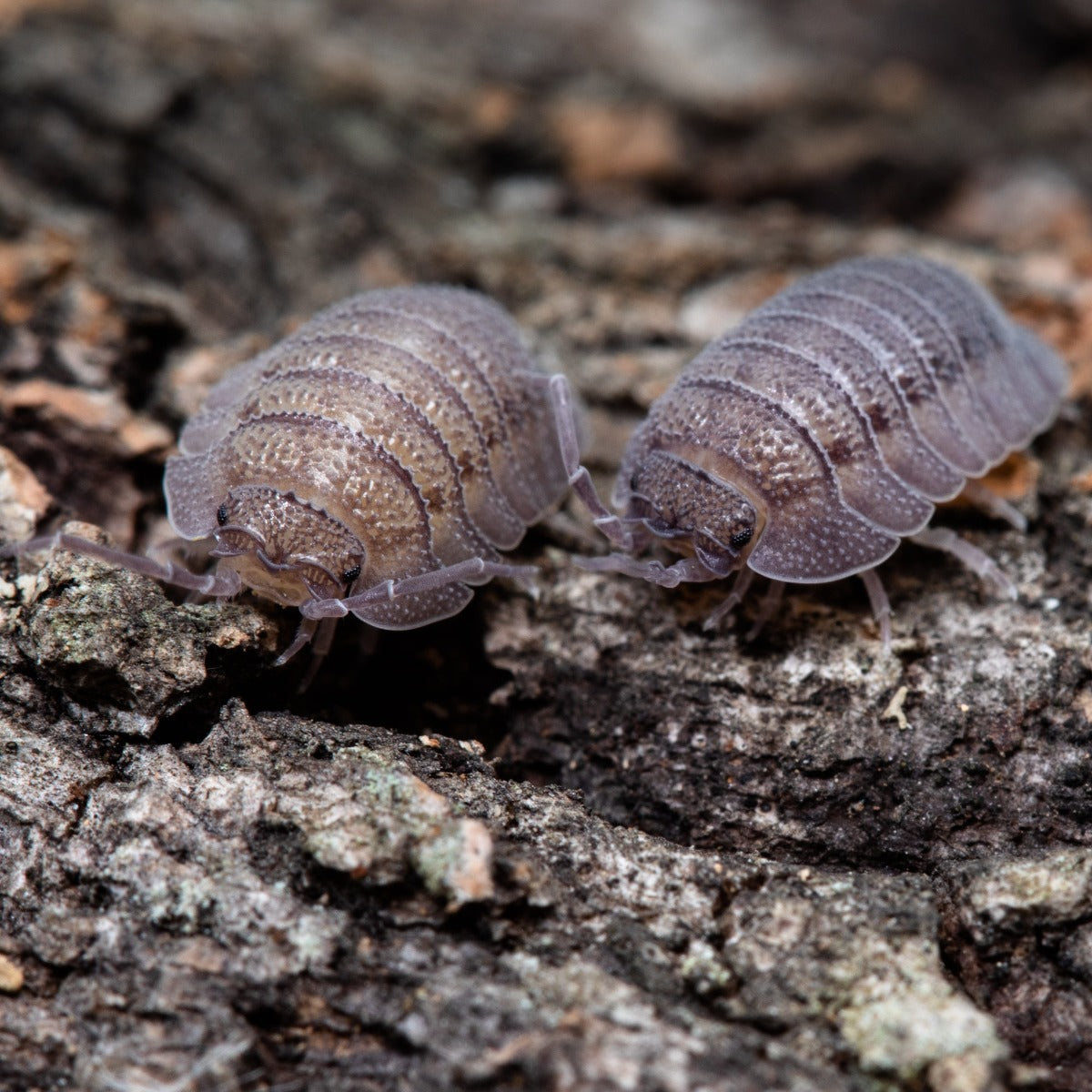 Armadillidium peraccae - Weird Pets PH