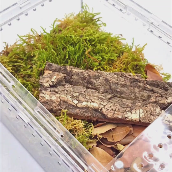 Cubaris sp. 'Crabby' video