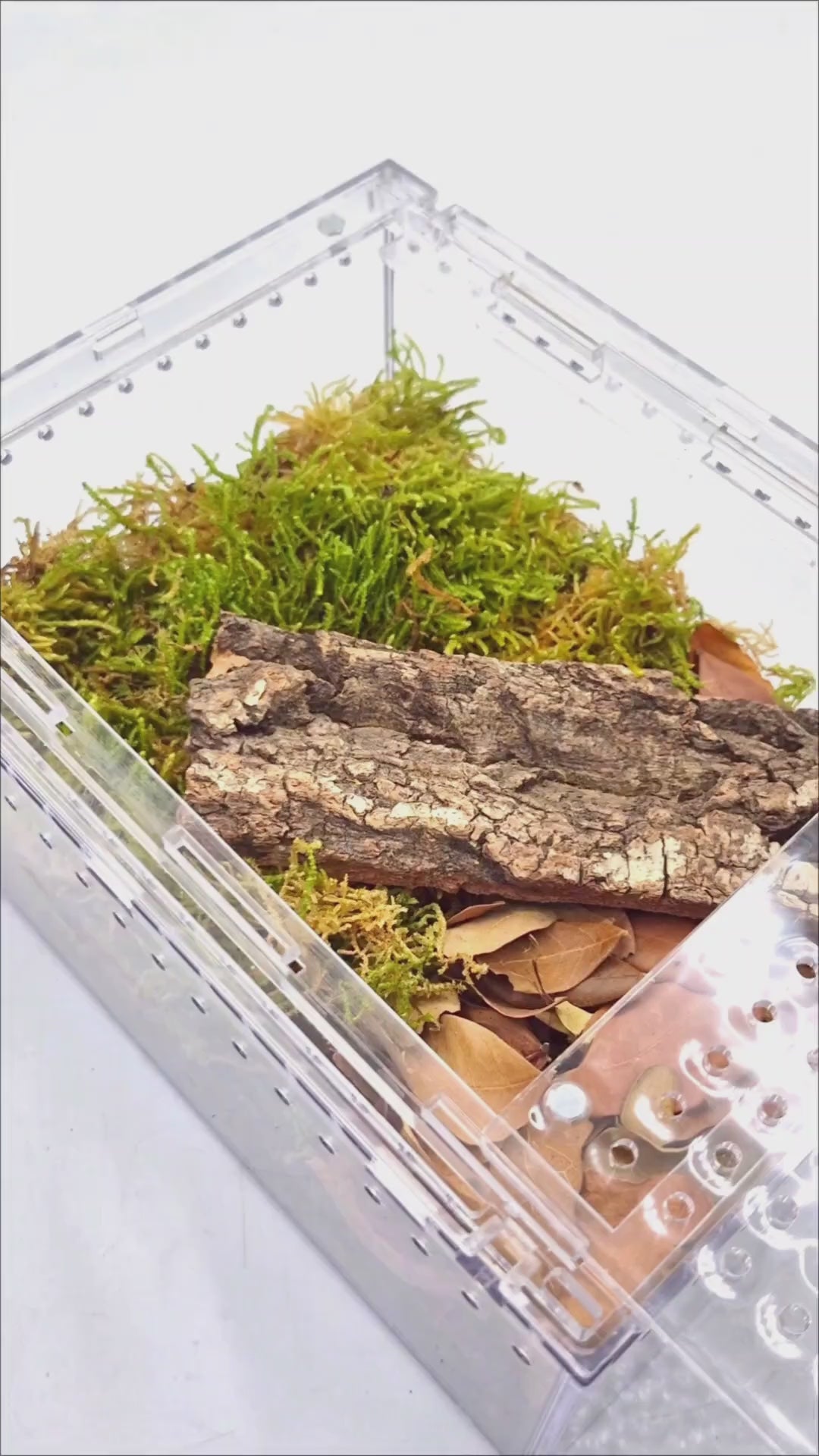 Cubaris sp. 'Crabby' video