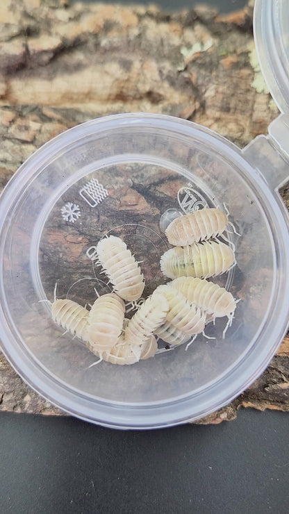 Armadillidium granulatum 'White Pearl'