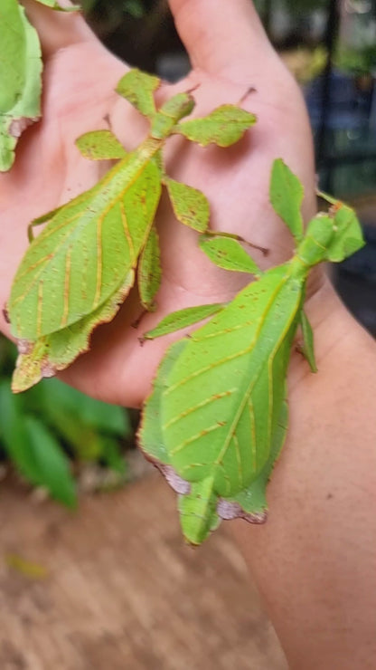 Phyllium ericoriai