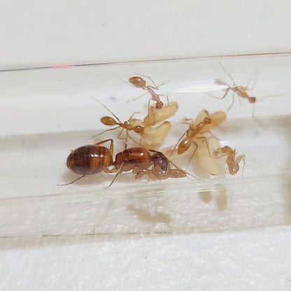 Camponotus cf. variegatus colony