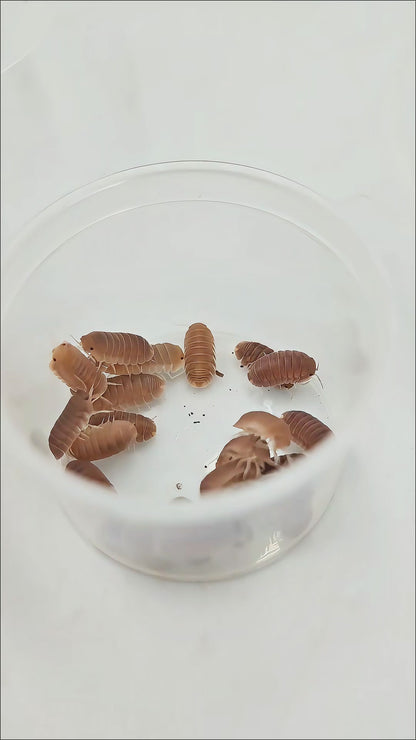 Cubaris sp. 'Cherry Blossom'