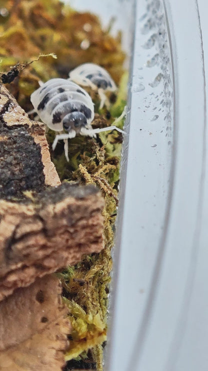 Budget Isopod Terrarium Kit - Micro
