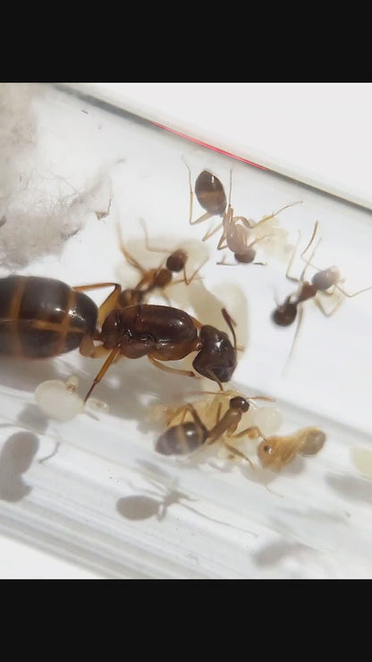 Camponotus sp. Colony with Starter Formicarium