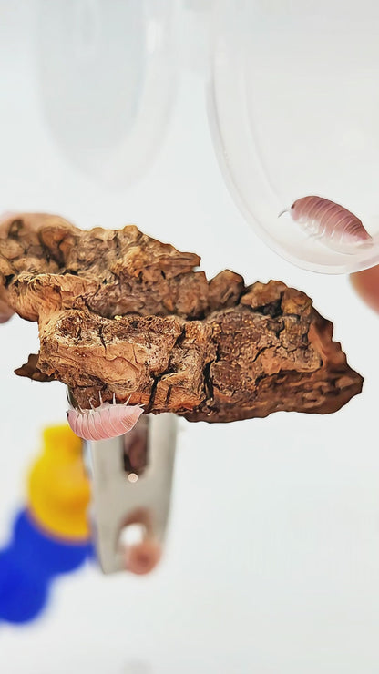 Cubaris sp. 'Cherry Blossom'