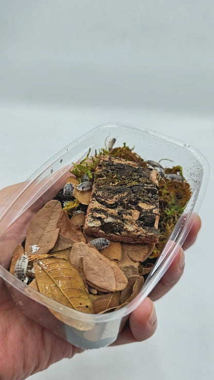 Budget Isopod Terrarium Kit - Micro