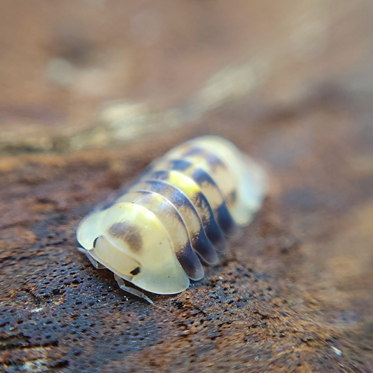 Cubaris sp. 'Amber Firefly LCF'