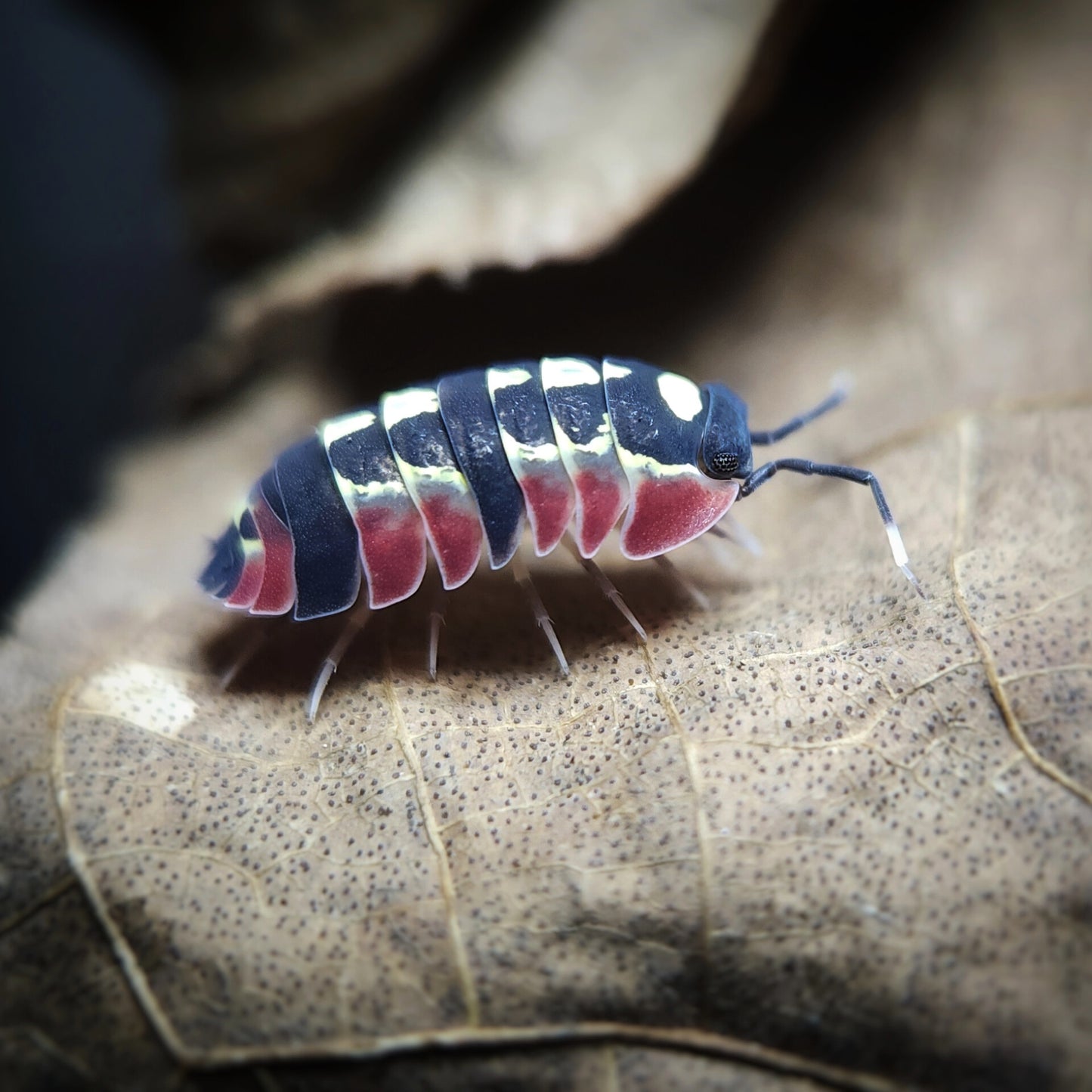 [F0] Merulanella sp. 'Red Diablo'