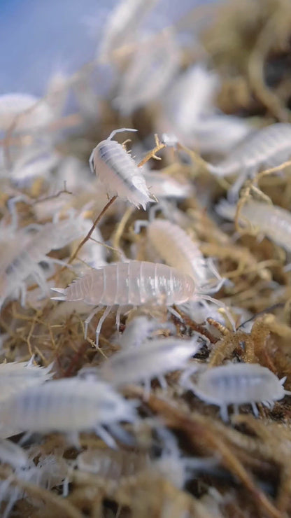 Porcellionides pruinosus 'White Out'