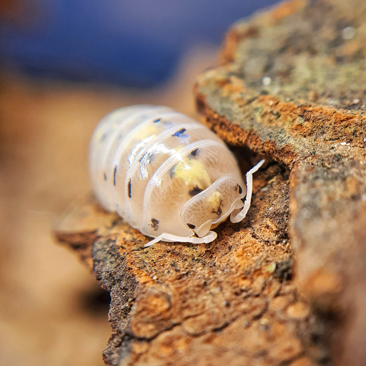 Armadillidium vulgare 'Magic Potion' - Weird Pets PH