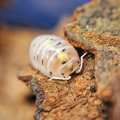 Armadillidium vulgare 'Magic Potion' - Weird Pets PH