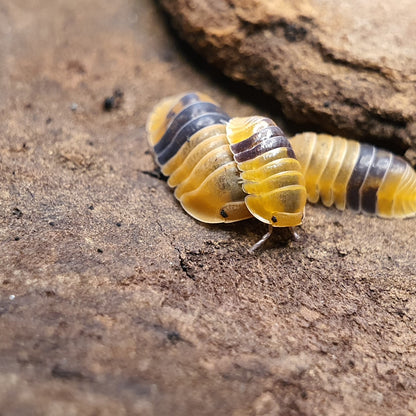 Cubaris sp. 'Amber Ducky' - Weird Pets PH