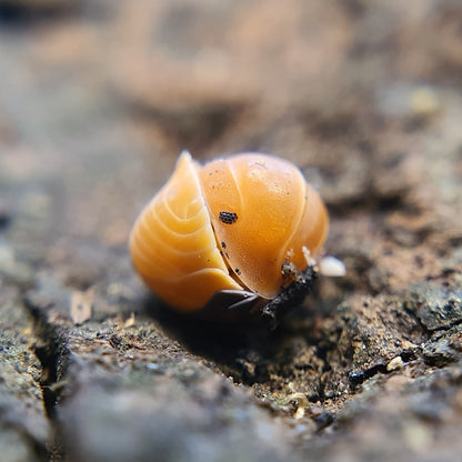 Cubaris sp. 'Amber Ducky' - Weird Pets PH