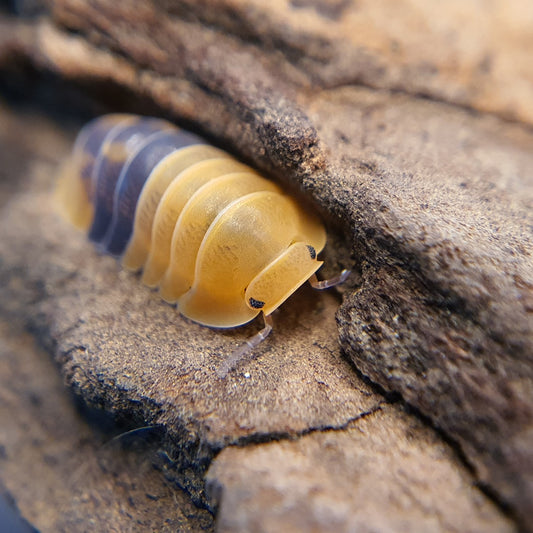 Cubaris sp. 'Amber Ducky' - Weird Pets PH