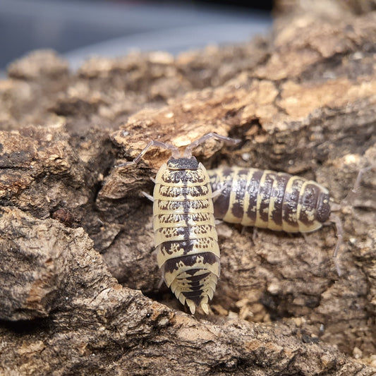 Porcellio ornatus 'Yellow' - Weird Pets PH