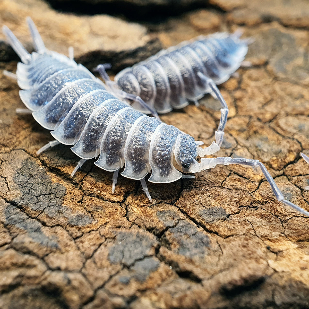 Porcellio hoffmannseggi - Weird Pets PH