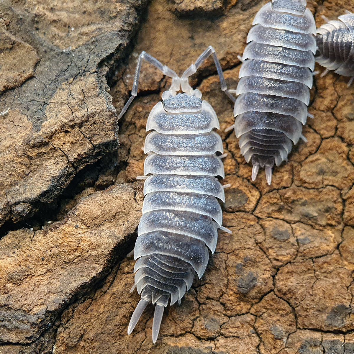 Porcellio hoffmannseggi - Weird Pets PH