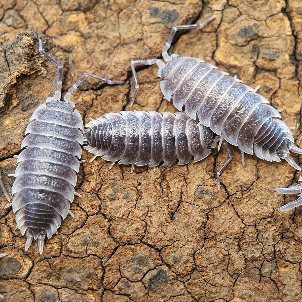 Porcellio hoffmannseggi - Weird Pets PH