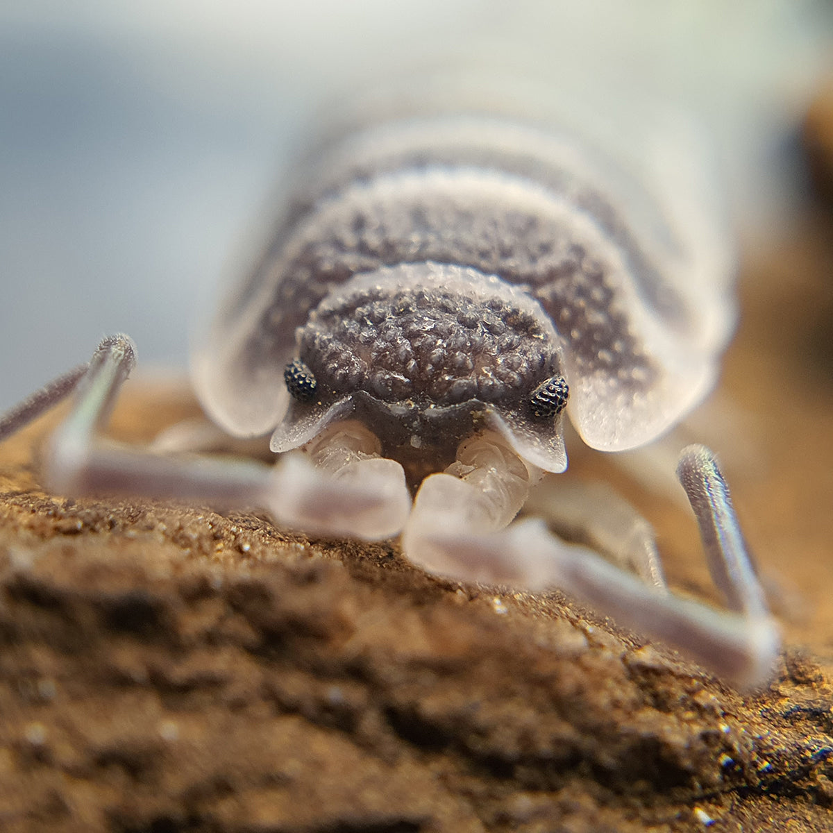 Porcellio hoffmannseggi - Weird Pets PH