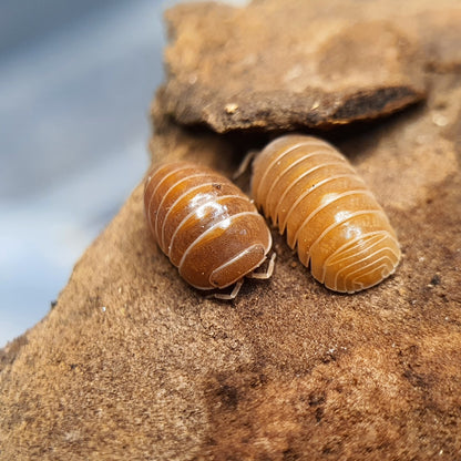 Armadillo officinalis 'Brick' - Weird Pets PH