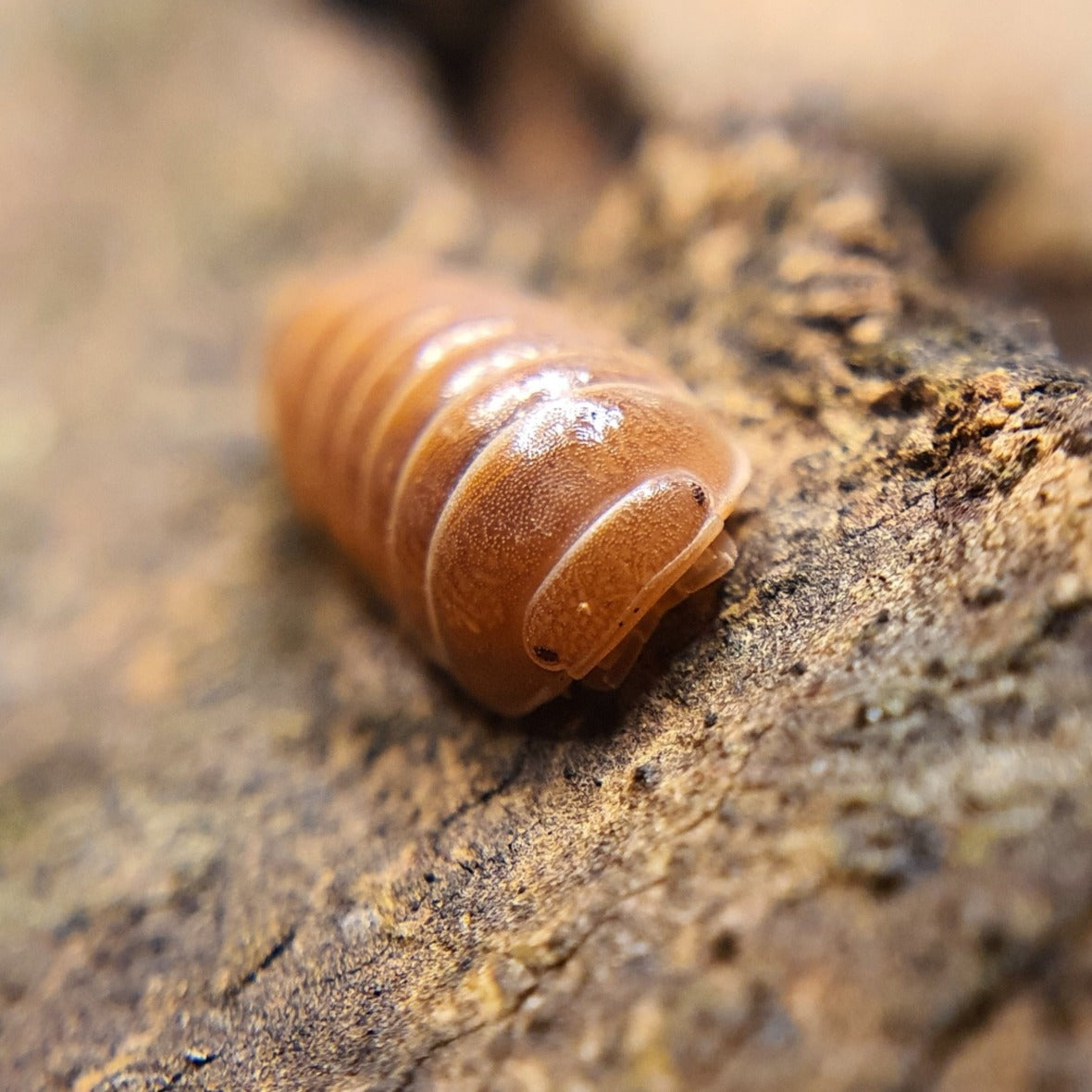 Armadillo officinalis 'Brick' - Weird Pets PH